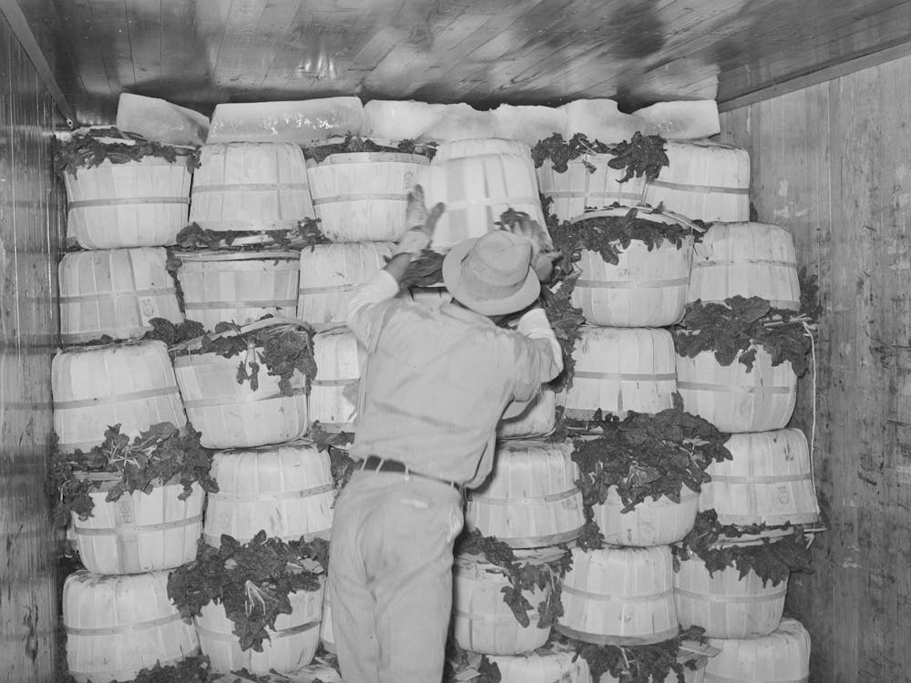 Packing Spinach In Refrigerator Car, La Pryor, Texas By Russell Lee