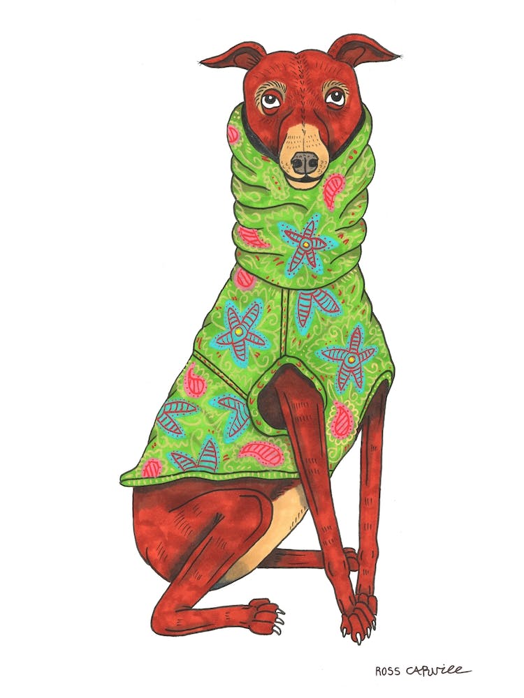 Dog In A Jumper