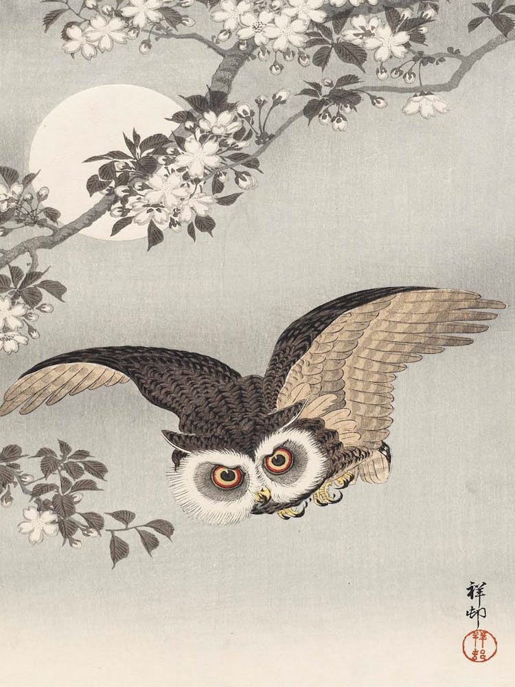 Owl In Cherry Blossoms