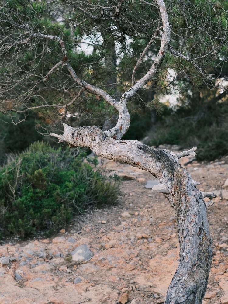 Grey Tree // Ibiza Nature Photography