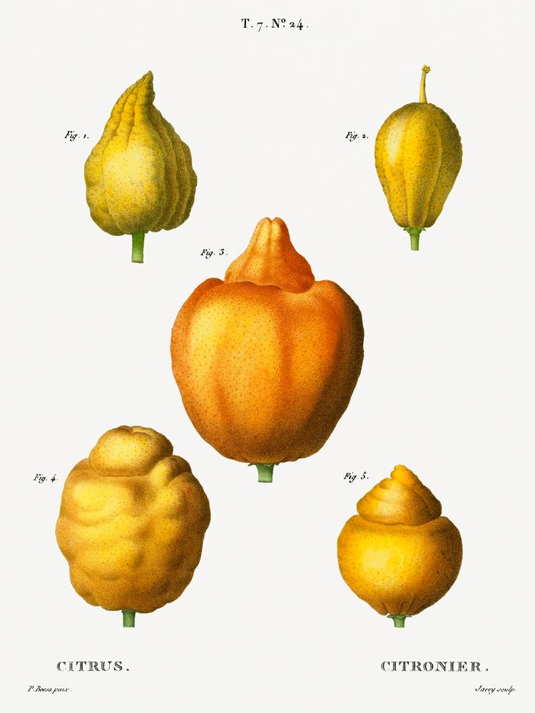 Various Shapes Of Citrus, Pierre Joseph Redoute