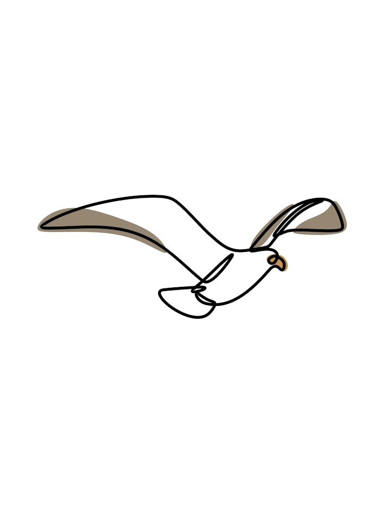 Seagull