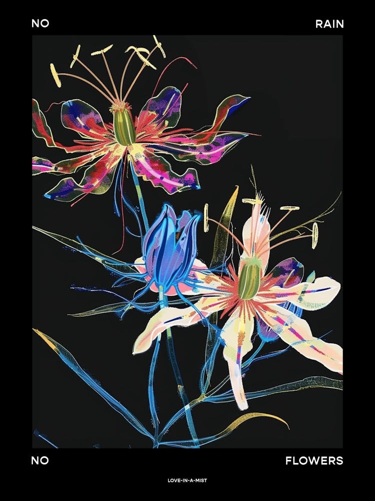 No Rain No Flowers Poster Love In A Mist Nigella 7