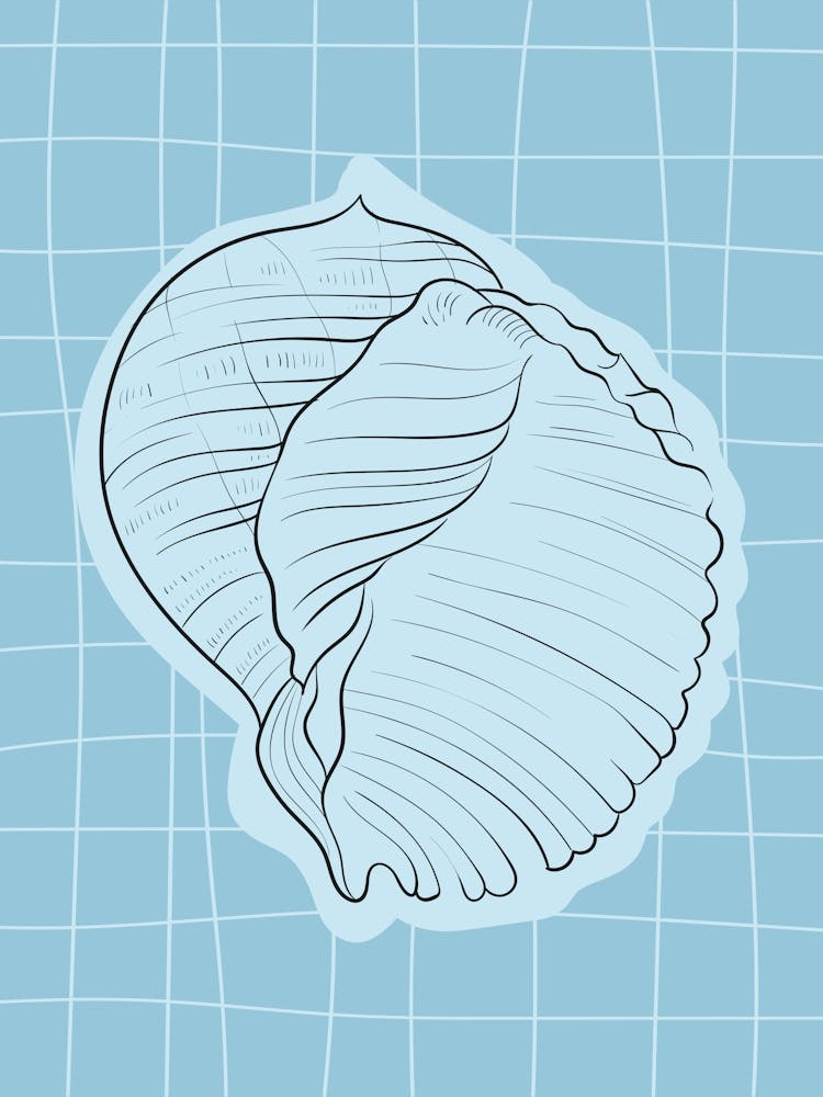 Seashells Scandinavian Abstract