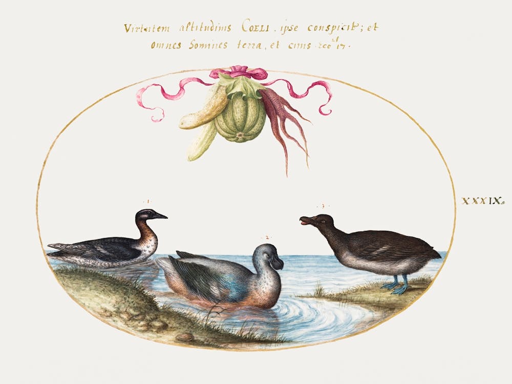 Three Waterfowl, One With Blue Feet, Beneath A Garland Of Produce (1575–1580), Joris Hoefnagel