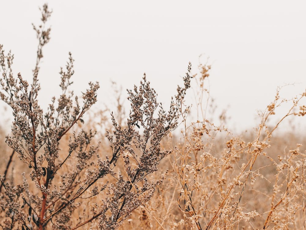 Autumn Wheat Field