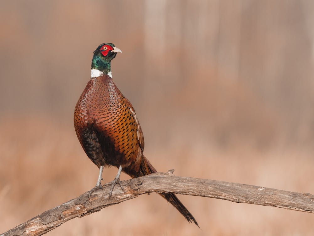 Pheasant On Branch