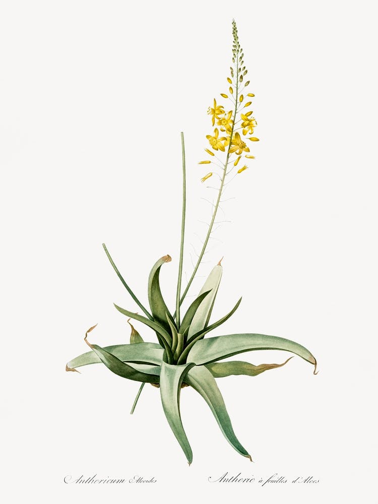 Bulbine Illustration From Les Liliacées (1805), Pierre Joseph Redoute