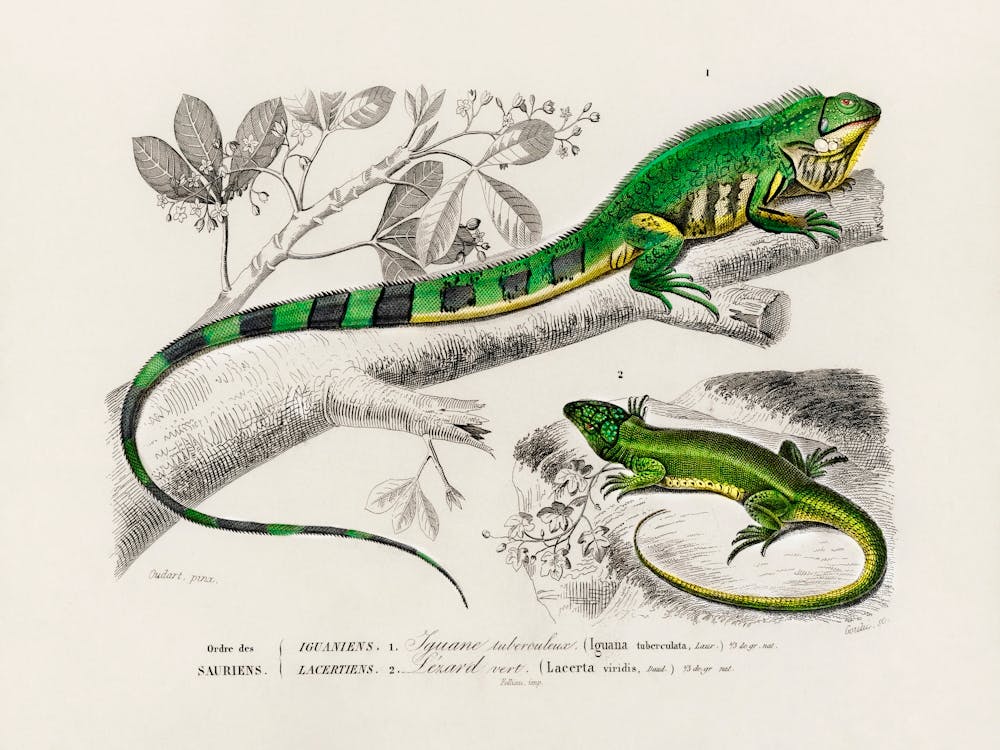 Green Lizard (Iguana) And Green Lizard (Lacerta Viridis), Charles Dessalines D'Orbigny