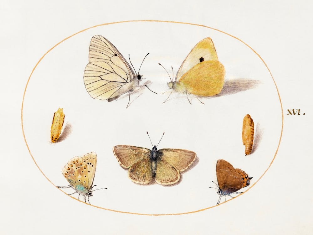 Black Veined White, Clouded Yellow, Black Hairstreak And Geranium Argus Butterflies With Two Chrysalides (1575–1580), Joris Hoefnagel