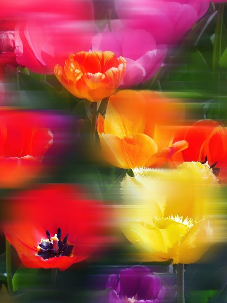 Fleurs Vibrantes en Mouvement - Photographie de Mouvement Flou Abstrait