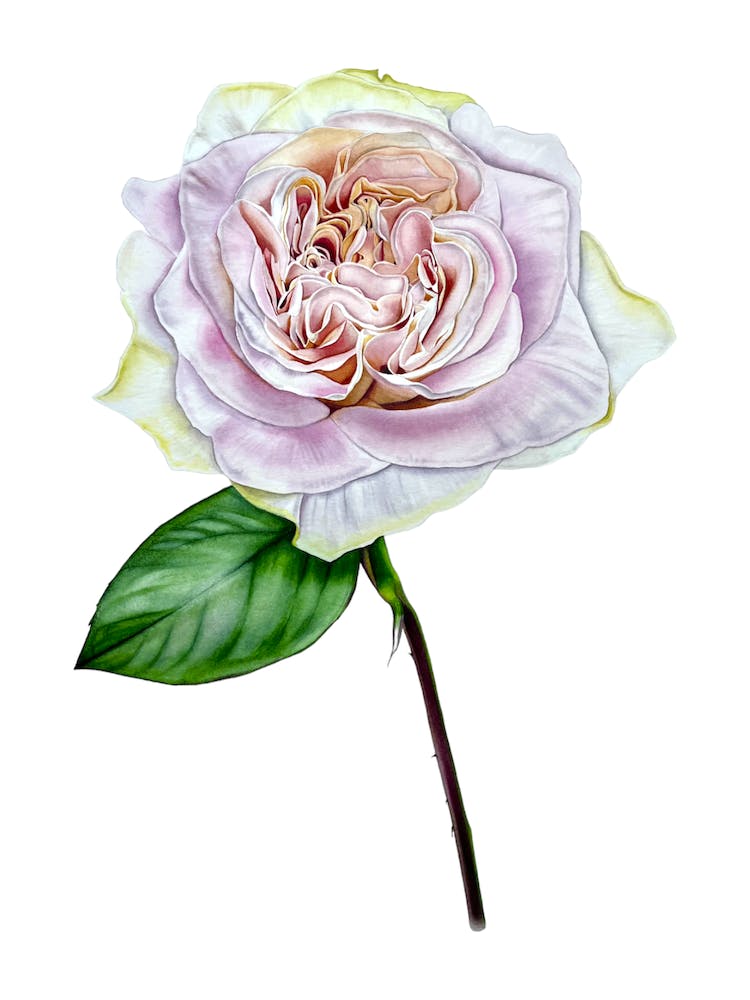 Dusty rose