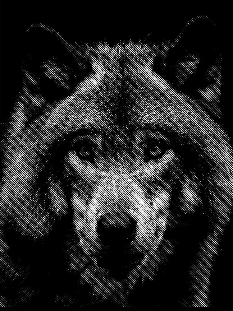 Wolf Line Art