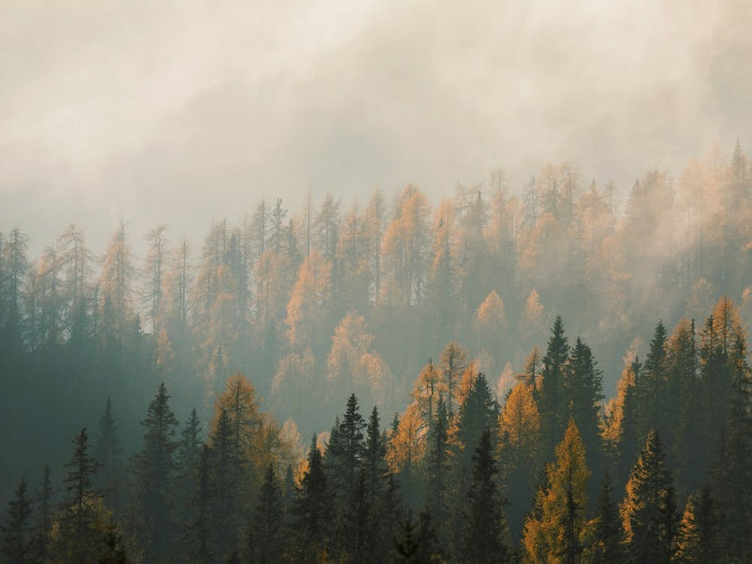 Misty Mountain Forest