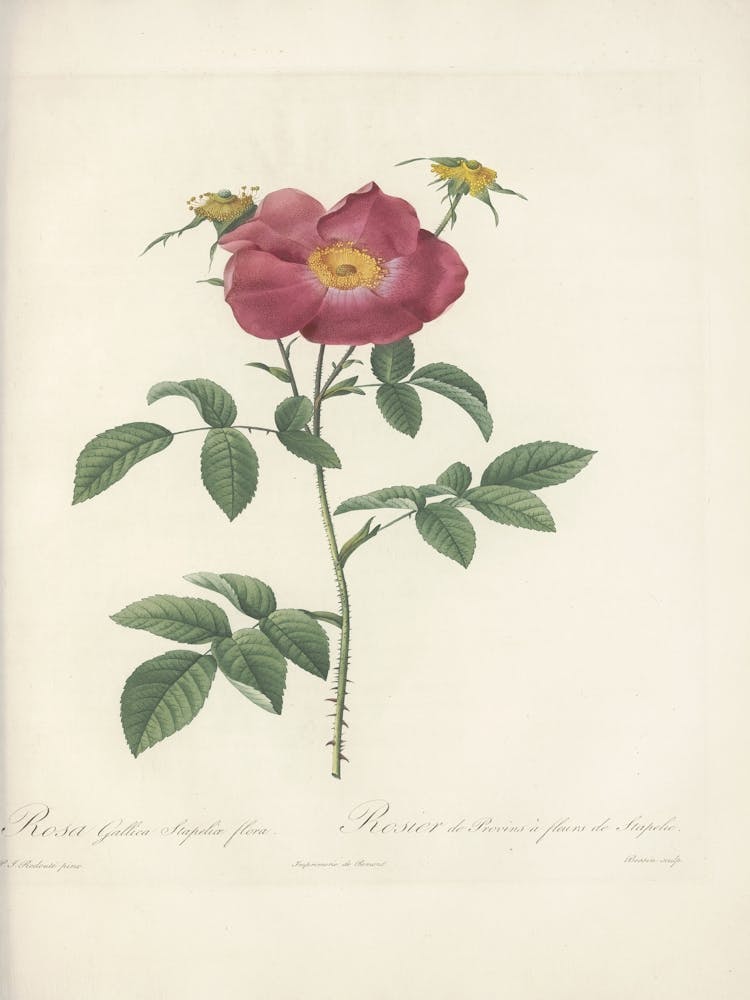 Rose Illustration, Pierre Joseph Redoute, Pierre Joseph Redoute(133)