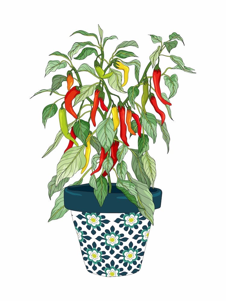 Chilli Growing Pot Plant