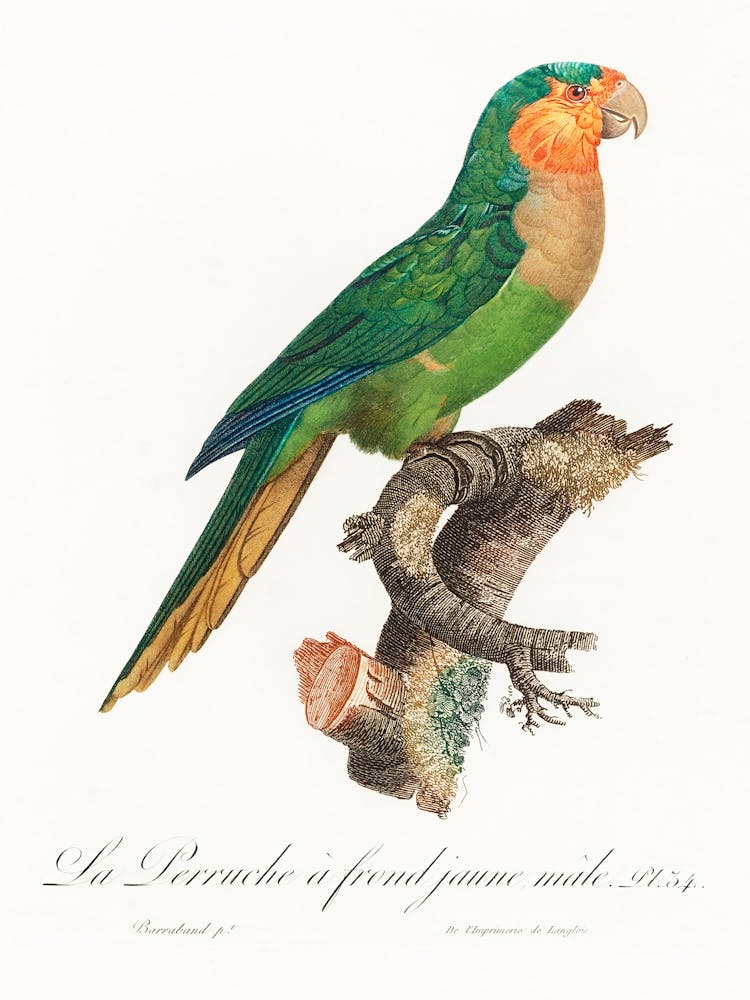 The Yellow Headed Amazon, Male From Natural History Of Parrots, Francois Levaillant