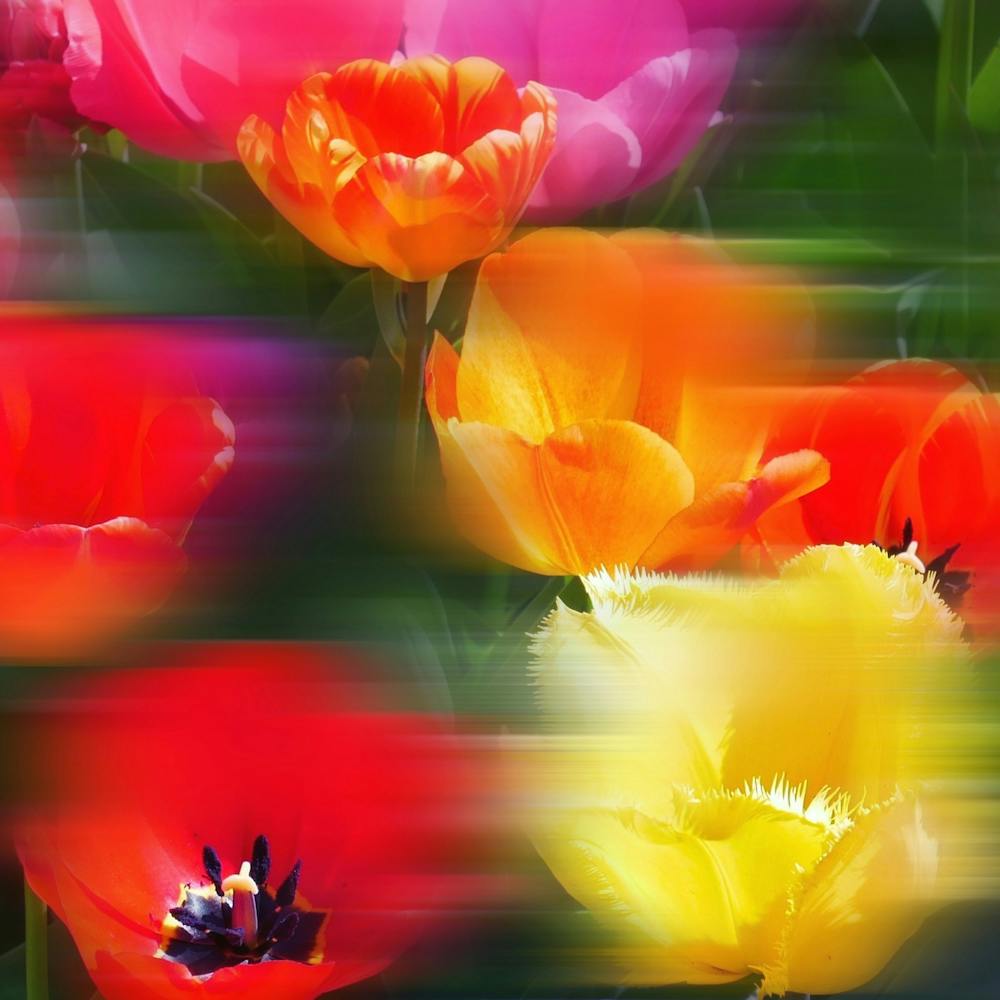 Vibrant Moving Flowers - Abstract Blurred Movement Photography - Square