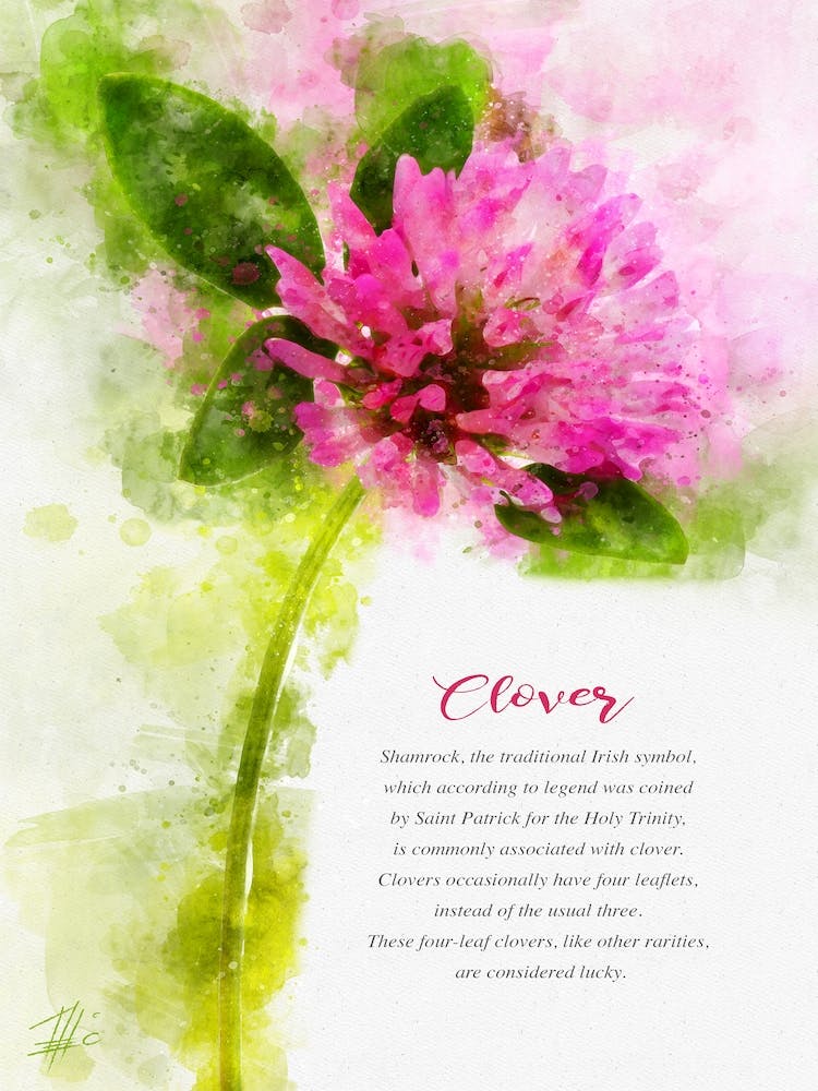 Clover