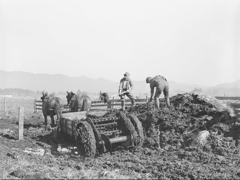 Untitled Photo, Possibly Related To Hauling Out Manure From Cow Lot Onto Dairy Farm, Tillamook County, Oregon