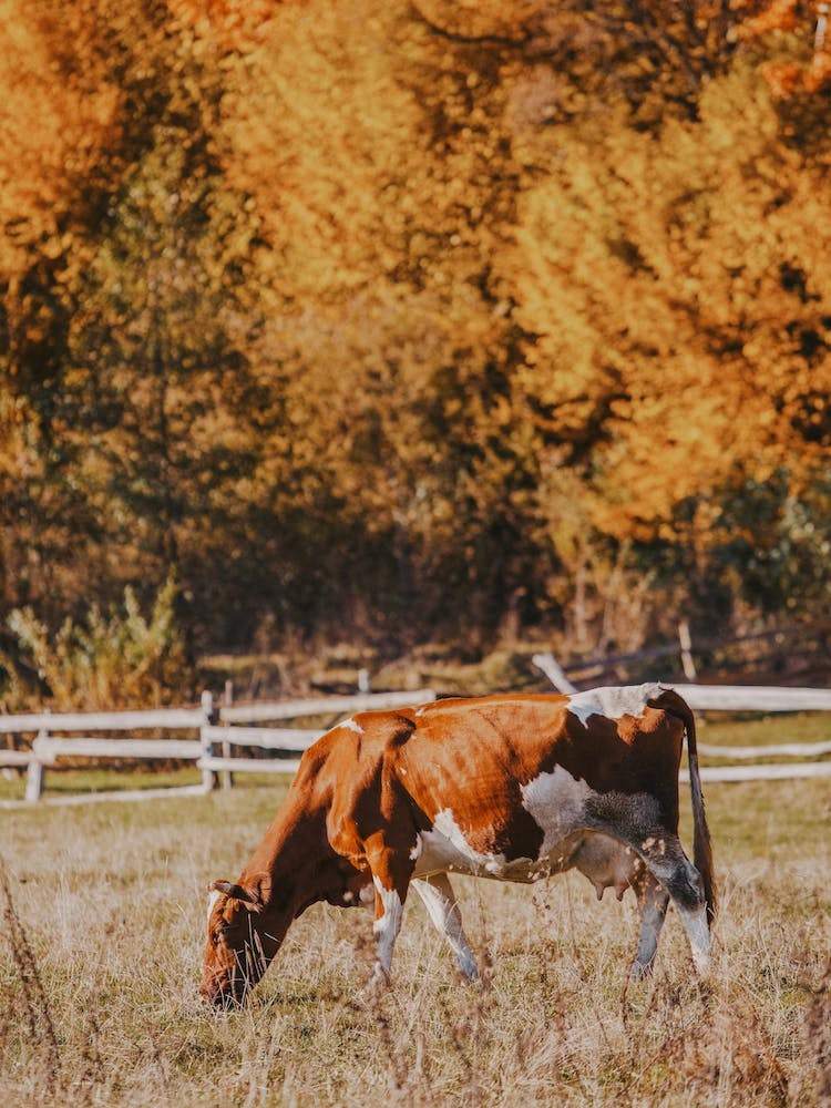 Autumn Cow Scenery