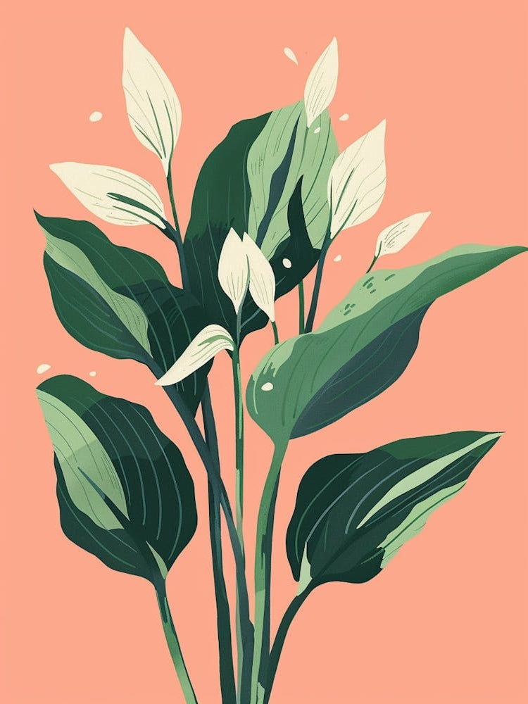 Hosta Plant Minimalist Illustration 8