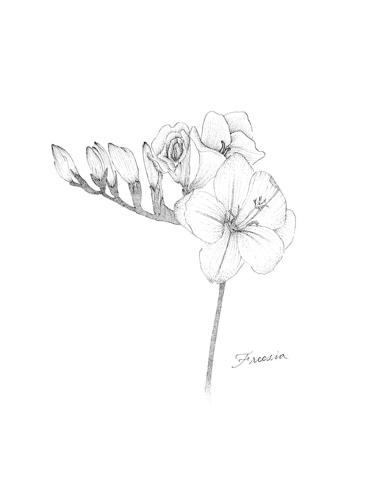 Freesia