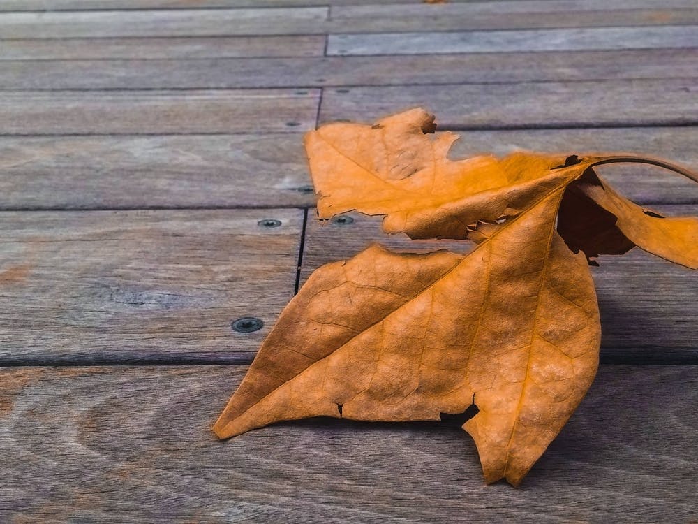 Orange Leaf On Wooden Deck
