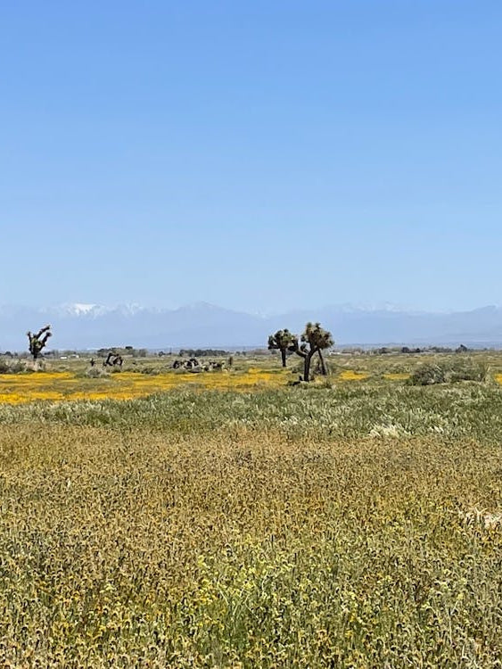 Lancaster - Westside