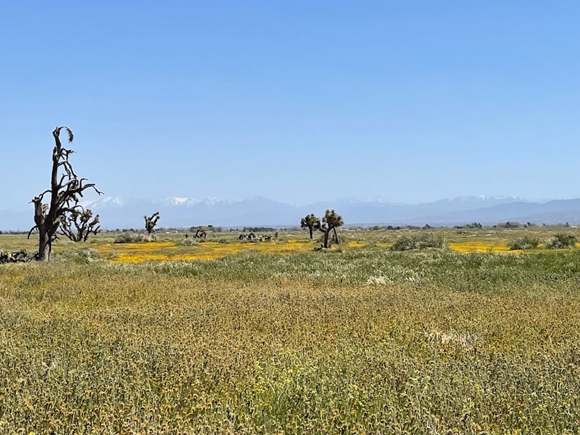 Lancaster - Westside