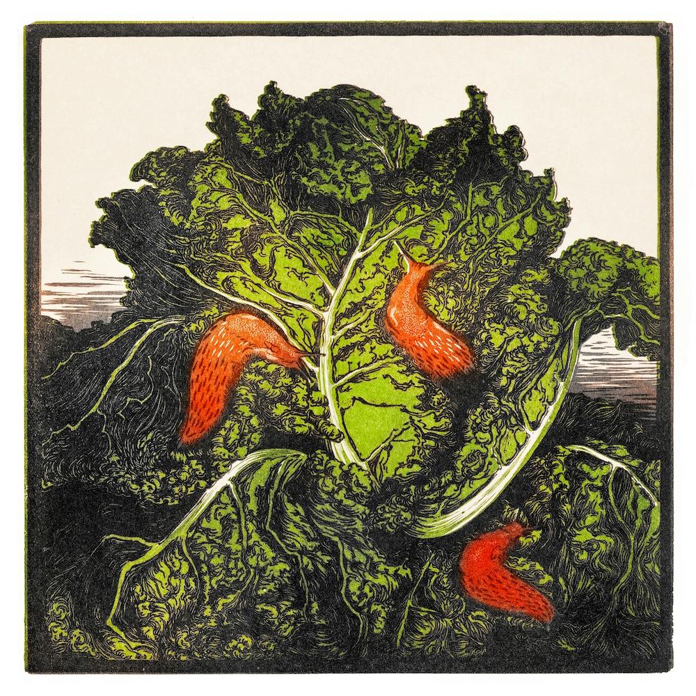 Three Slugs On A Cabbage, Julie De Graag