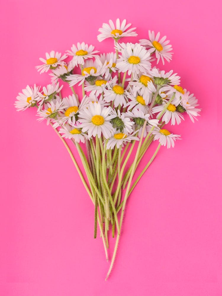 Daisies on Pink