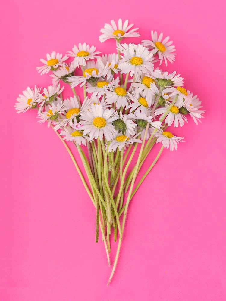 Daisies on Pink