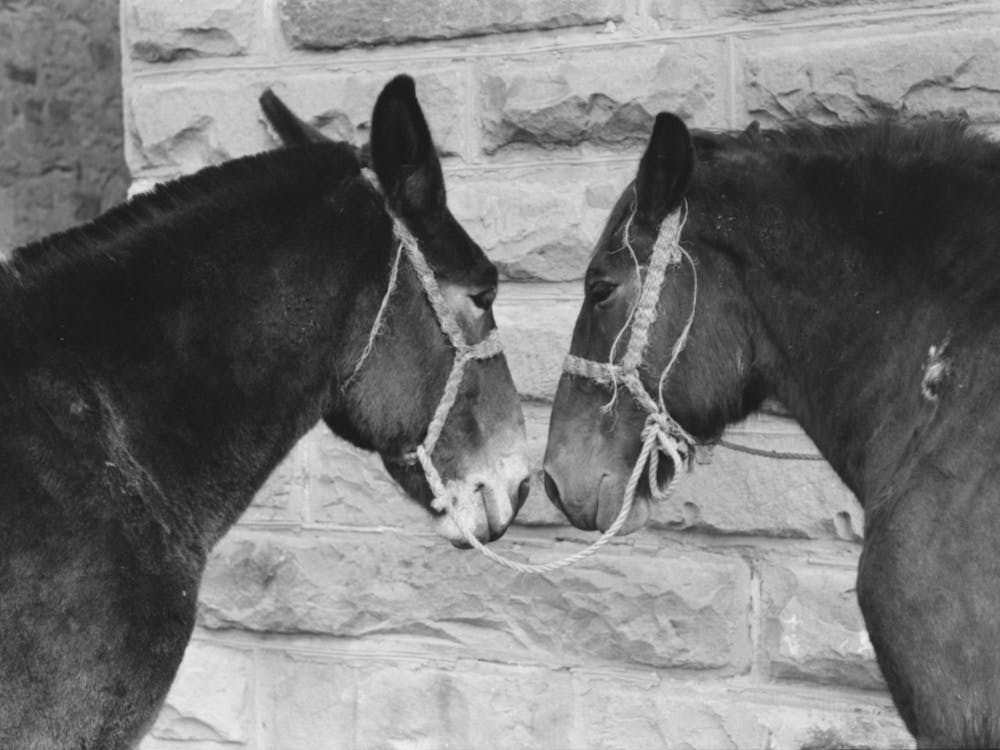 Mules, Brownwood, Texas By Russell Lee
