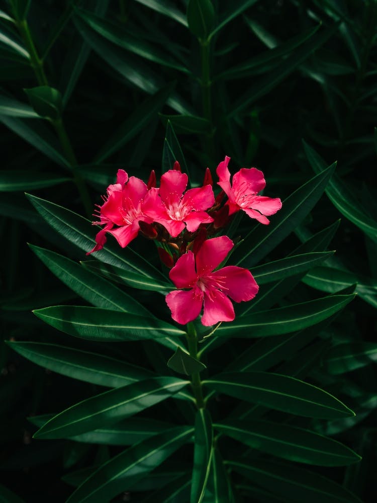 Floraisons de Floride