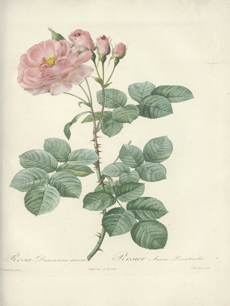 Rose Illustration, Pierre Joseph Redoute (41)