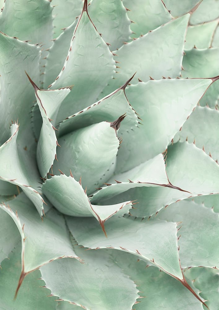 Agave X