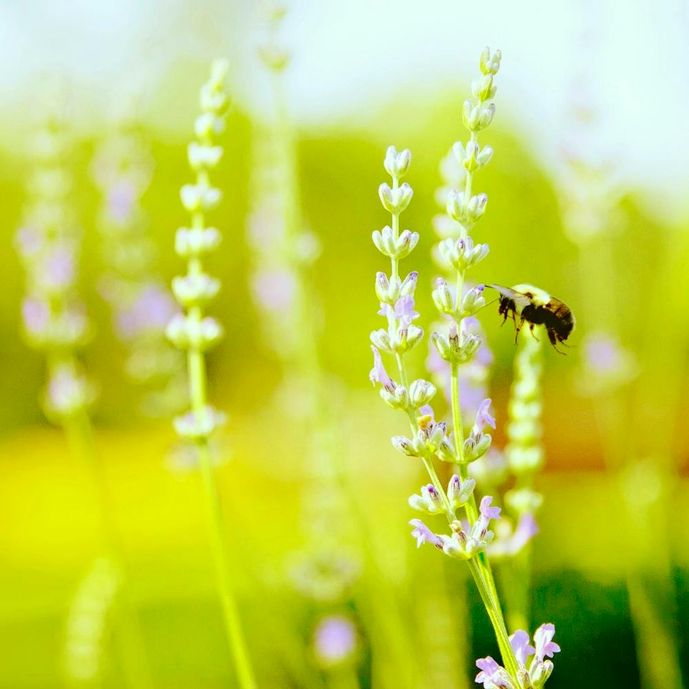 Bee On Lavender, Spring