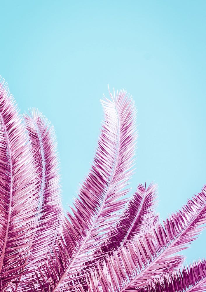 Pink Palm Trees
