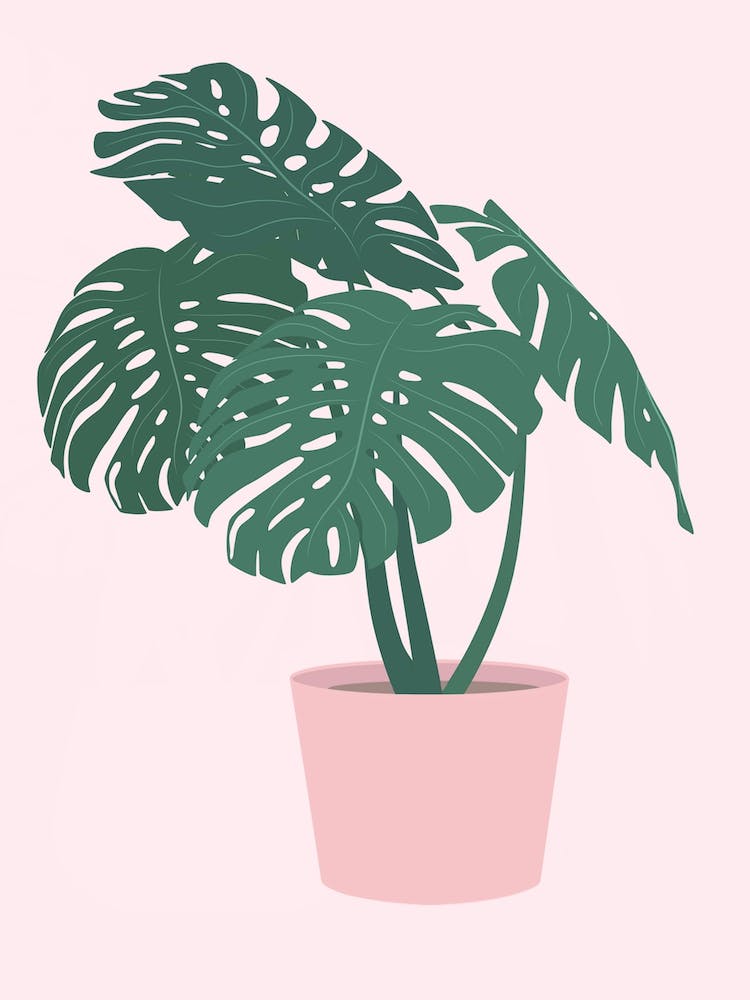 Monstera Deliciosa