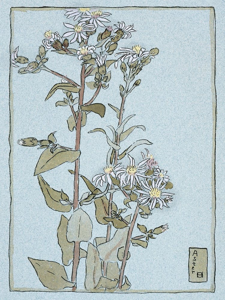 Aster On Green Ground (1915), Hannah Borger Overbeck