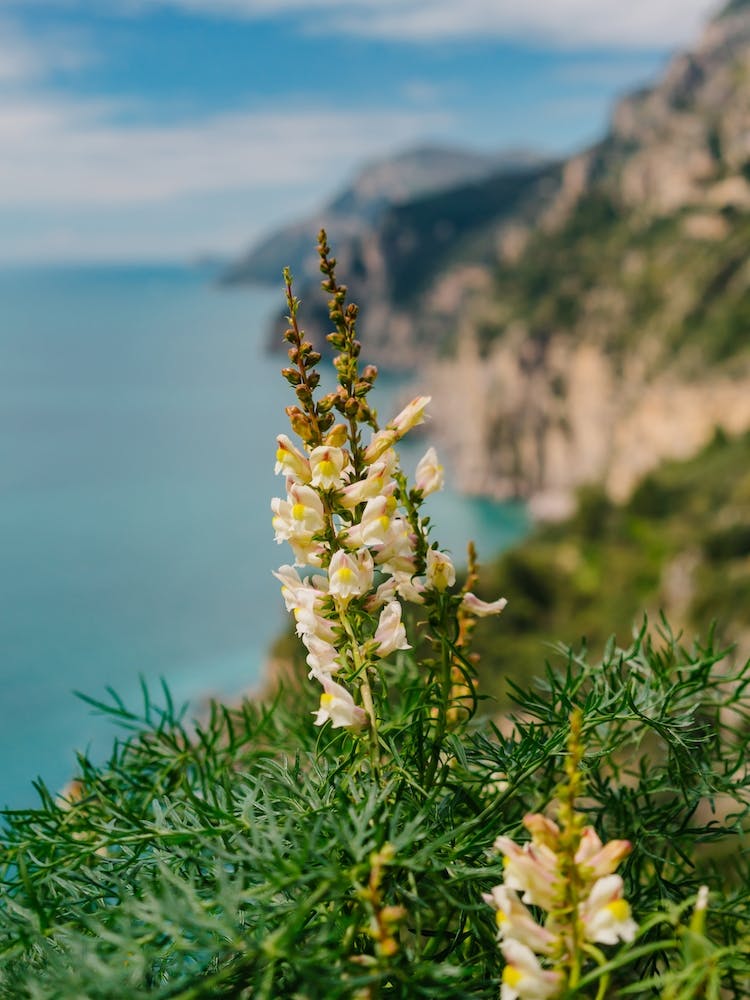 Amalfi Coast Blooms