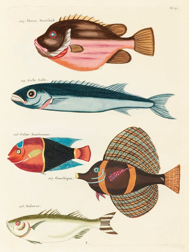 Colourful And Surreal Illustrations Of Fishes Found In Moluccas (Indonesia) And The East Indies, Louis Renard(18)