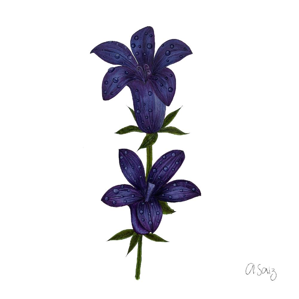 Double Purple Flower 2