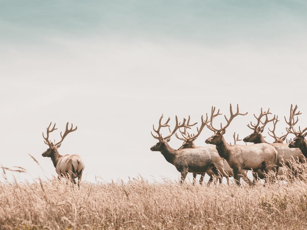 California Elk Herd