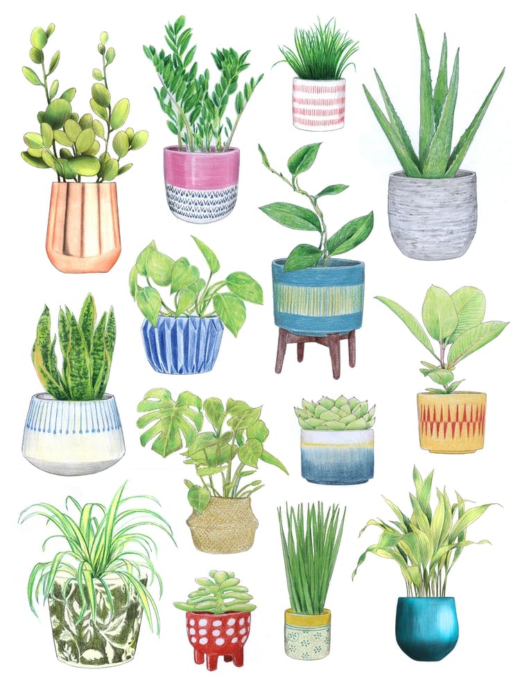 Houseplants