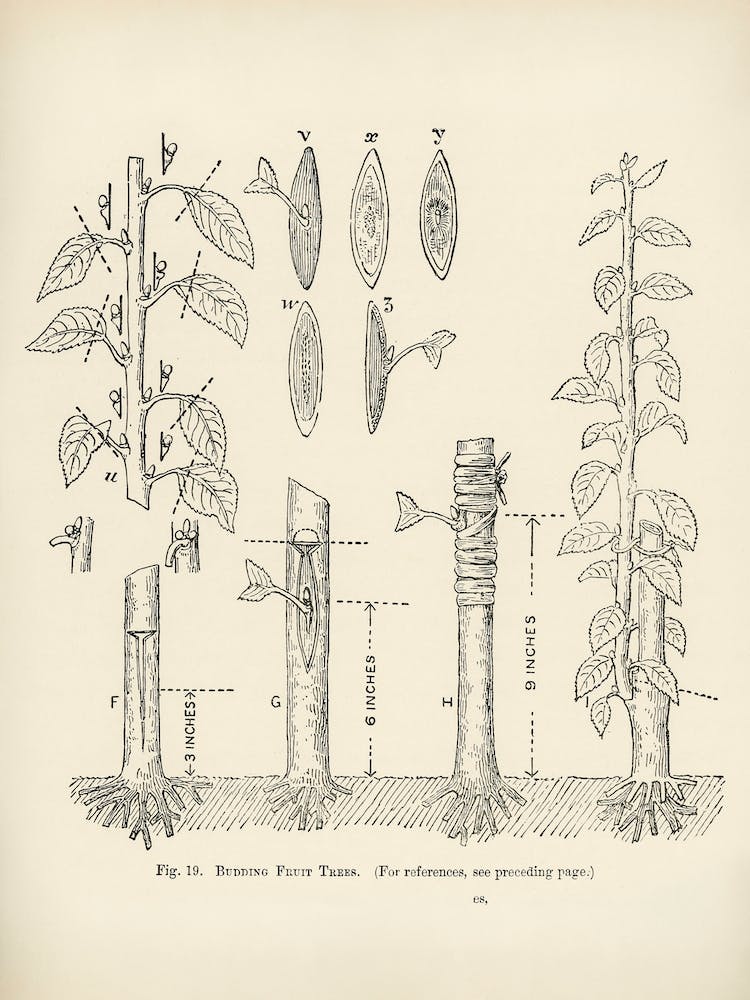 Vintage Illustration Of Trees, John Wright
