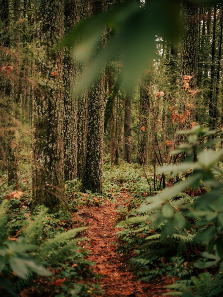 Forest Trail IX