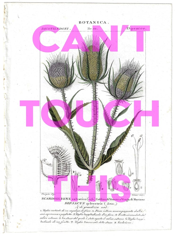 Can't Touch This Vintage Thistle
