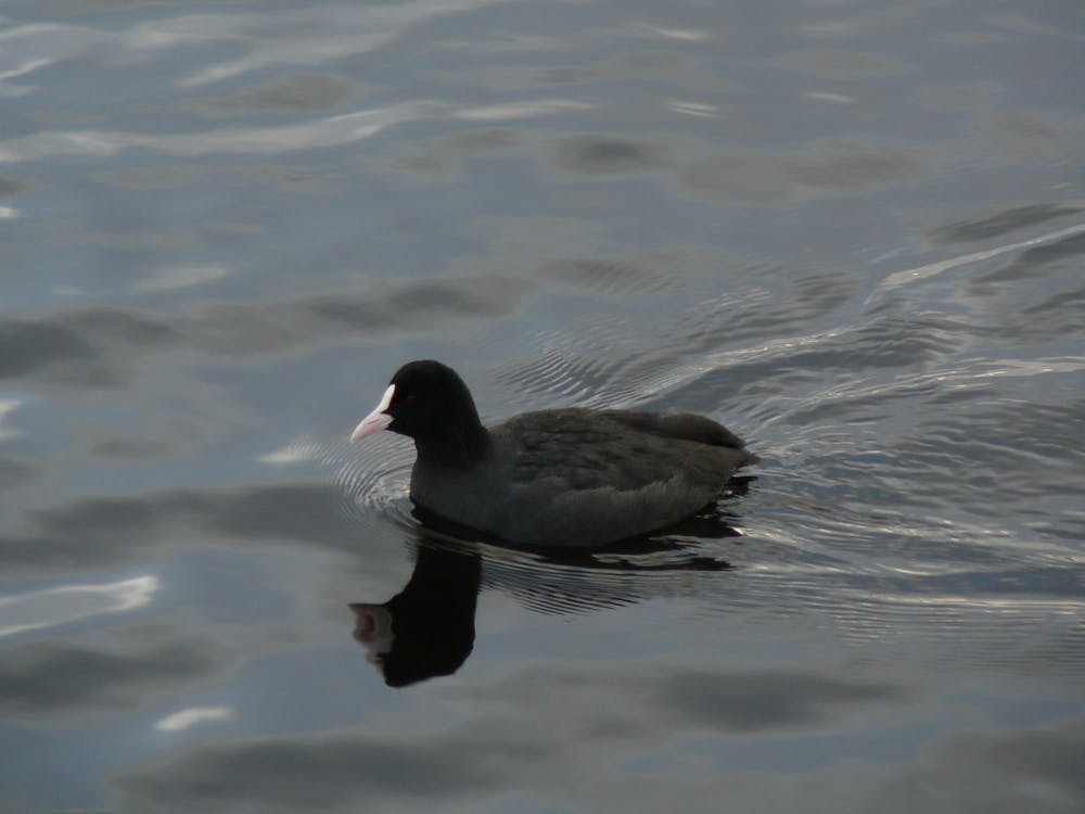 Black Duck In Water